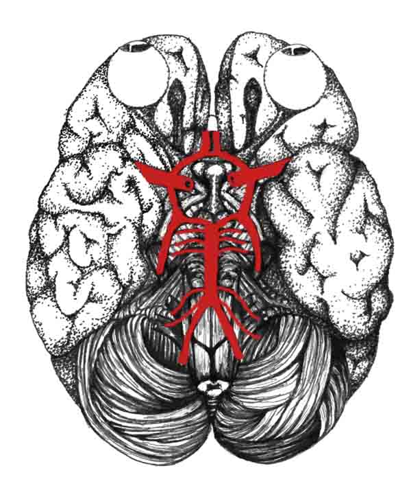 Anterior Communicating Artery