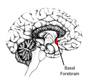 basal forebrain