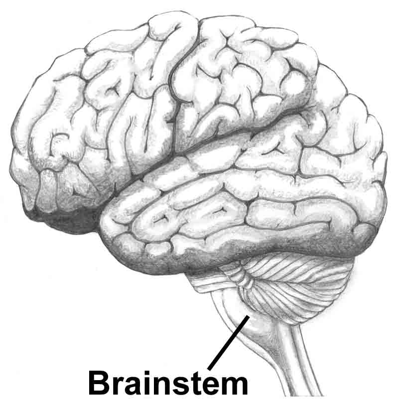 brain stem