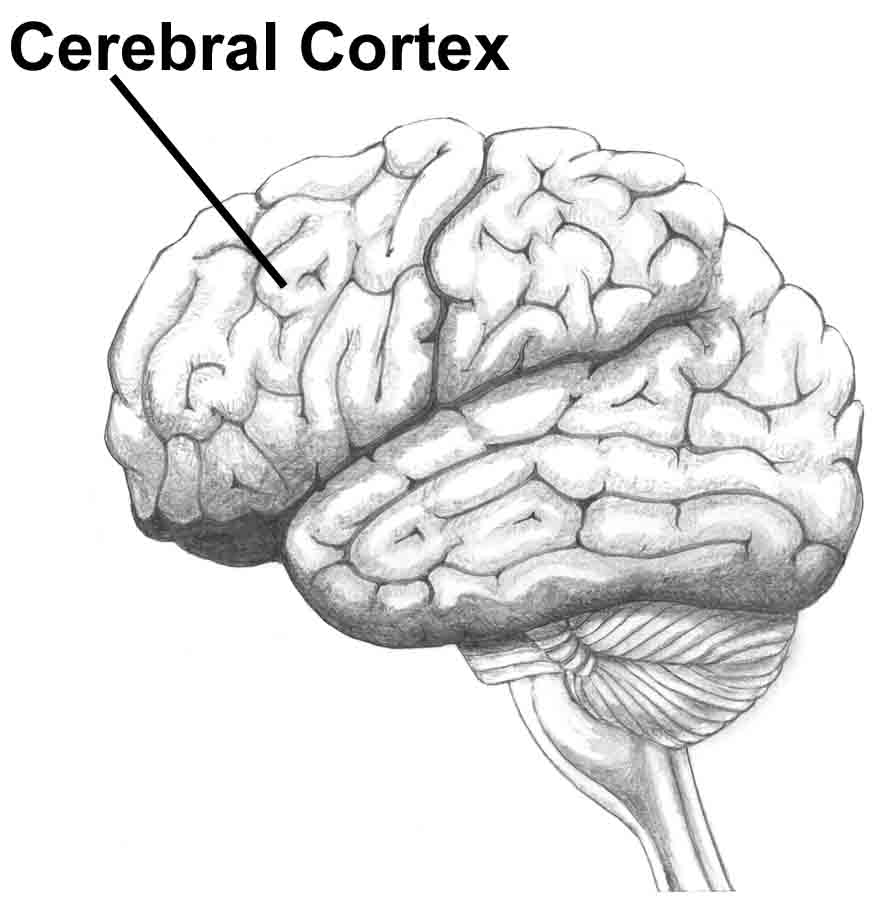 cerebral cortex