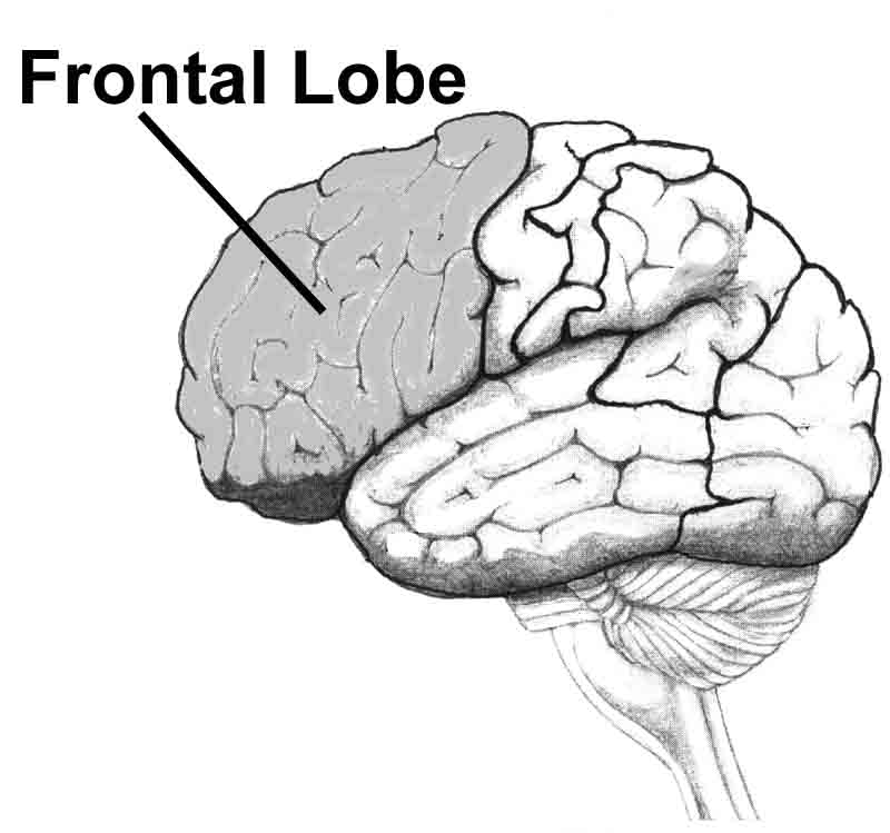 frontal lobes