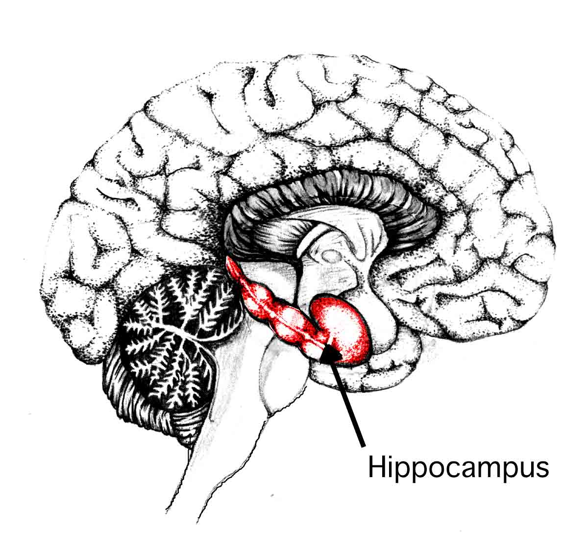 Hippocampus