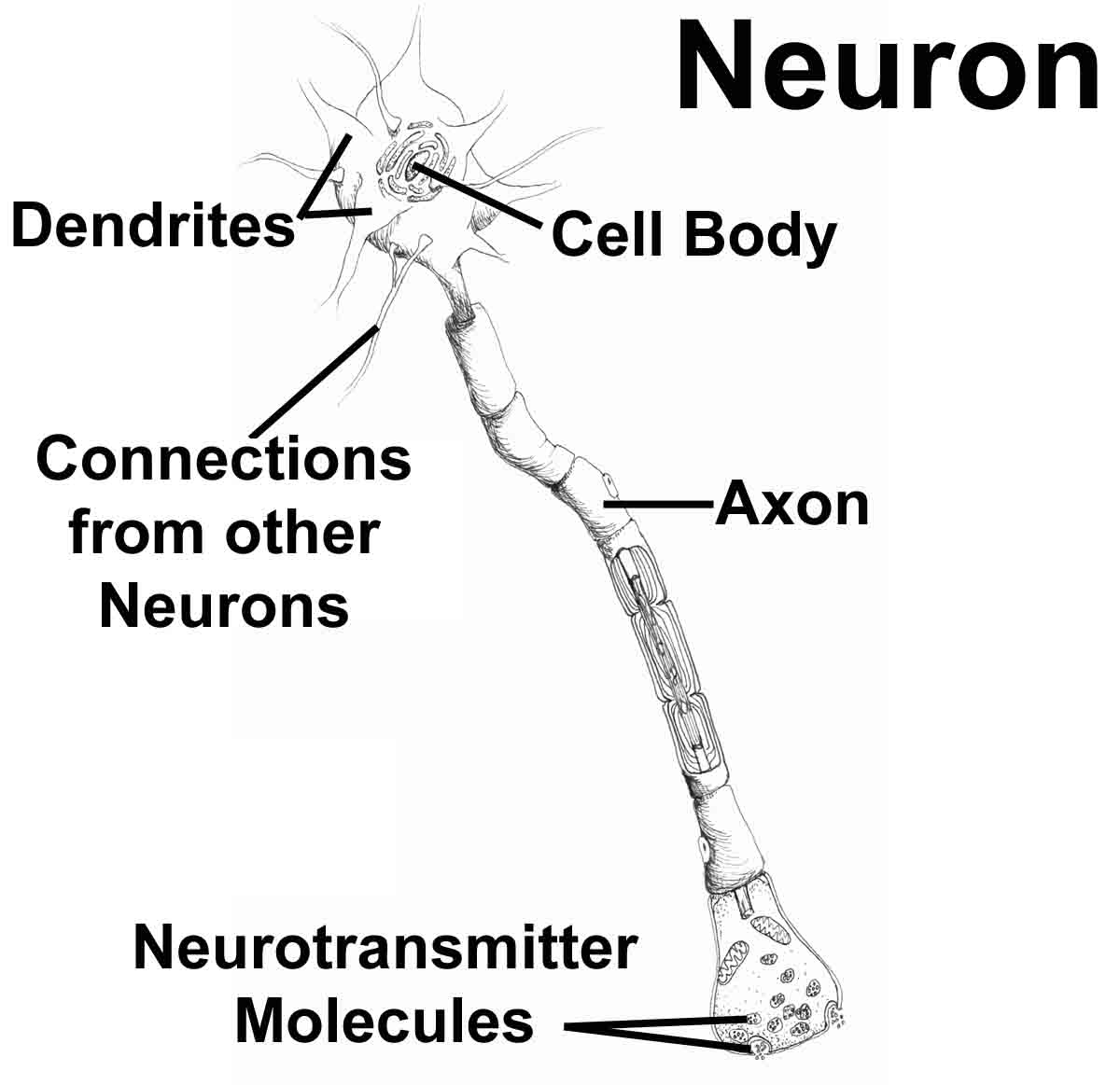 neurons